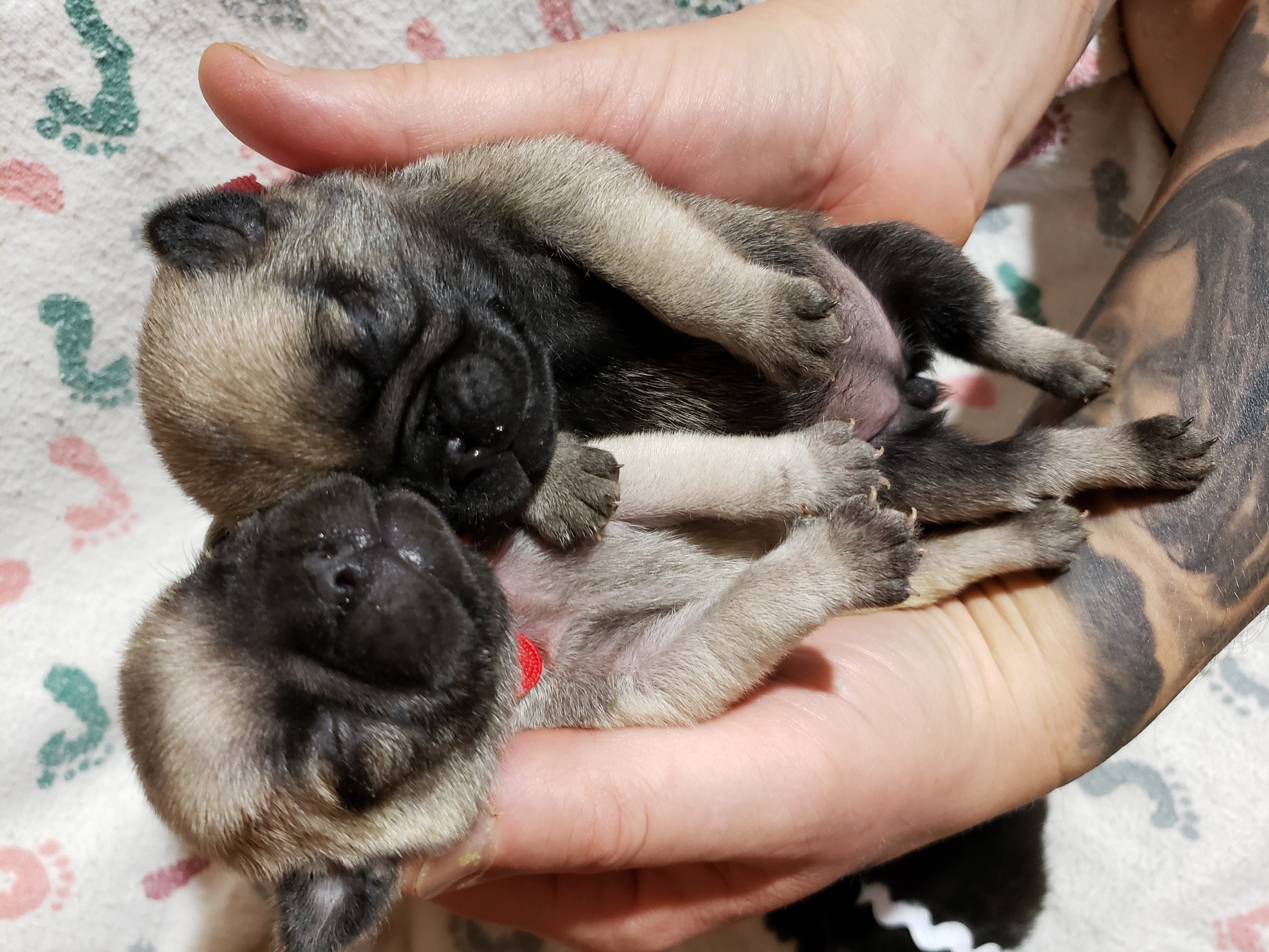 Pug litter store